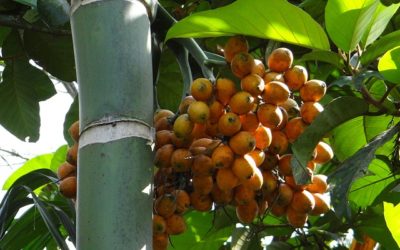 The Betel Nut: What Title V Leaders Need To Know