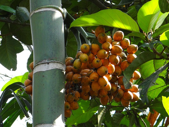 Cluster of betel nuts growing on tree