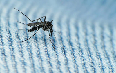 Addressing the Zika Virus: The Texas Example