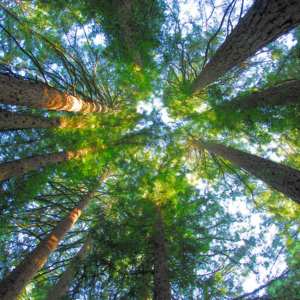 Trees at Redwood Regional Park.