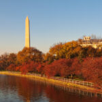 Photograph of the Washington Monument behind fall foliage in DC
