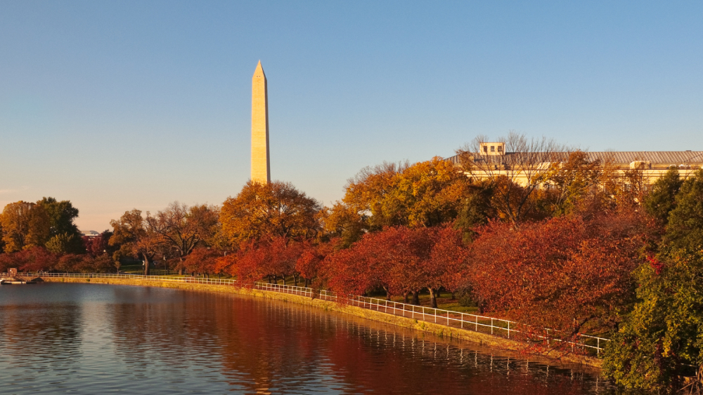 Photograph of the Washington Monument behind fall foliage in DC